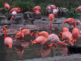 Tierpark Cottbus - Flamingoanlage