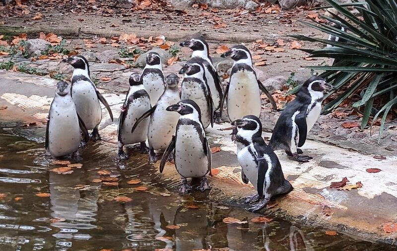 Tierpark Cottbus - Pinguinanlage