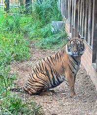 Tierpark Cottbus - Tiger