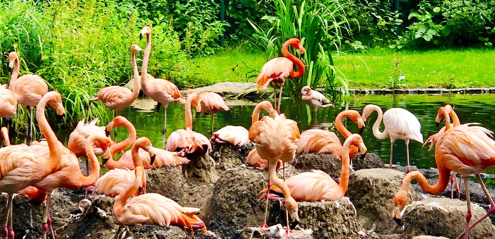 Tierpark Cottbus vorübergehend geschlossen - Stadt Cottbus/Chóśebuz