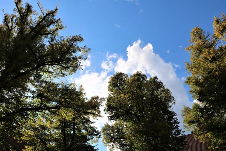 Hohe Bäume mit herbstlichem Laub rahmen einen klaren blauen Himmel mit großen weißen Wolken und geben den Blick nach oben an einem warmen Tag frei.