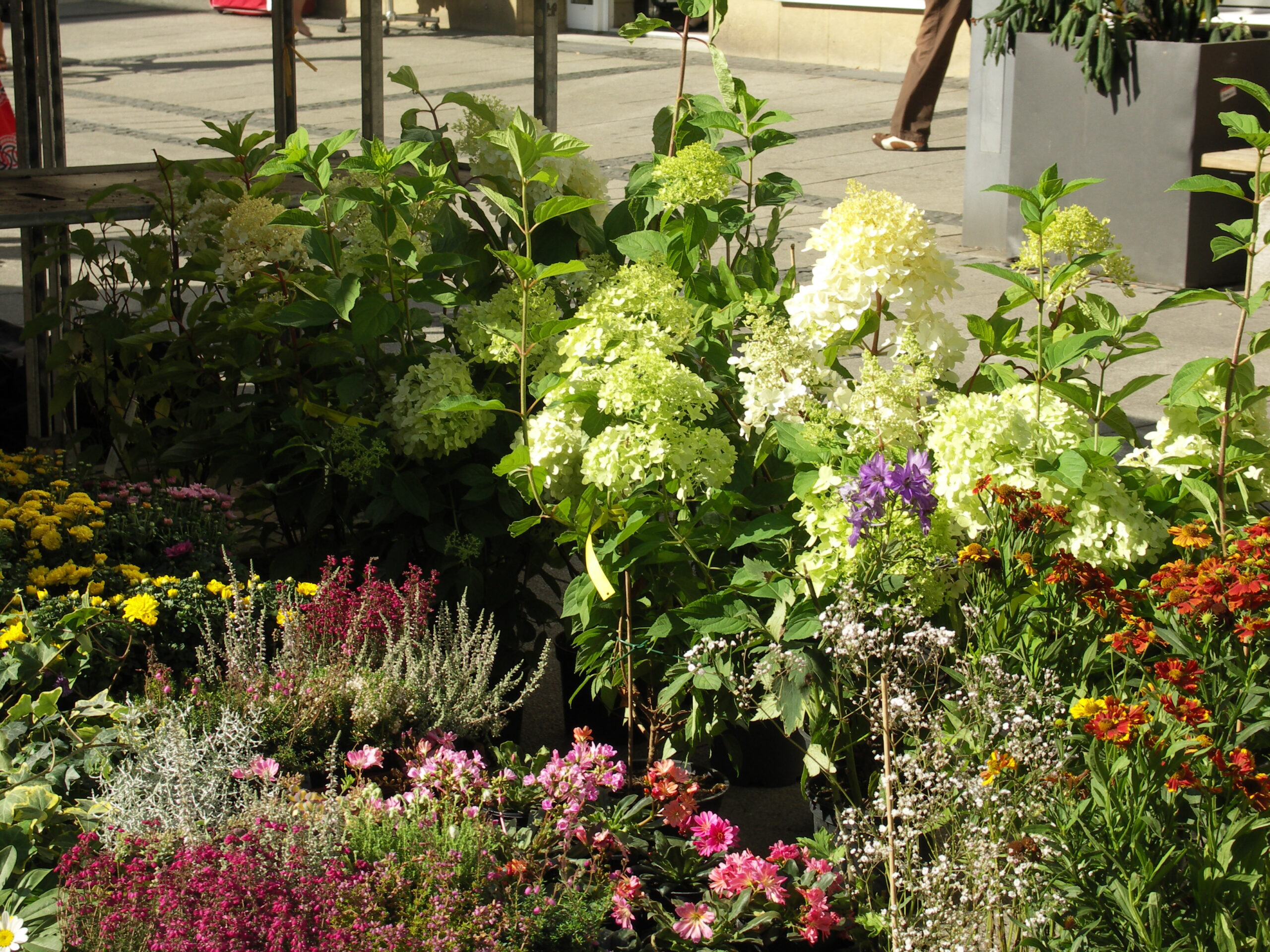 Wochenmarkt - Ortsteil Sandow
