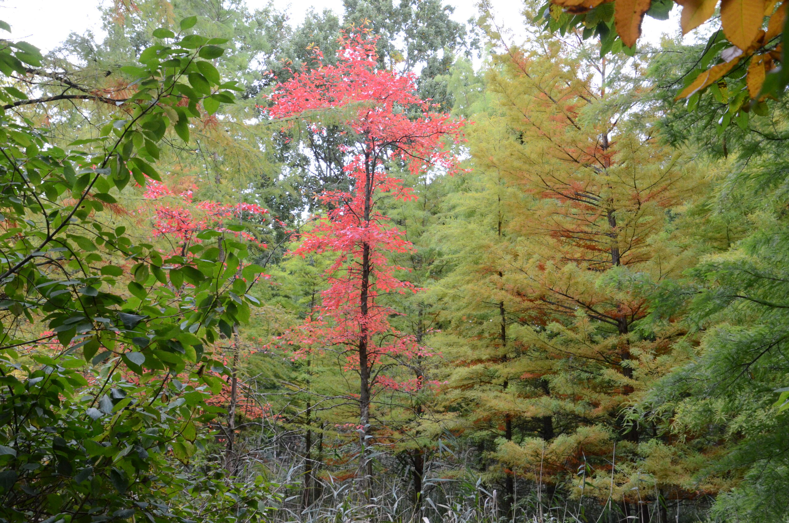 Tertiärwald im Herbst - Abenteuer-Familientag im Niederlausitzer Tertiärwald
