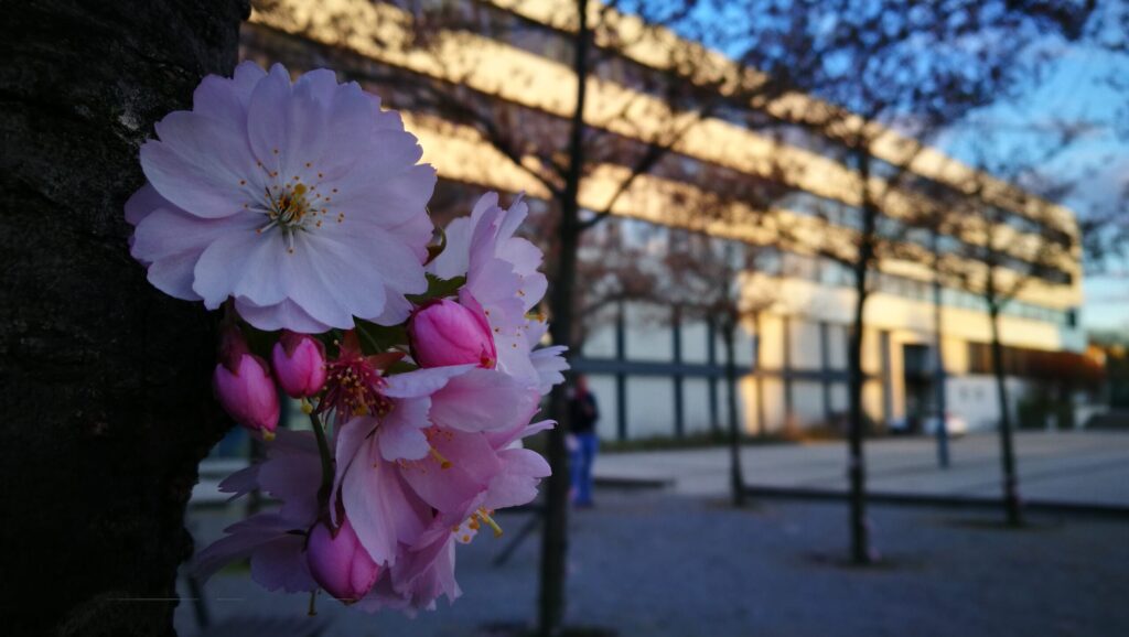 Zarte rosa Kirschblüten leuchten im Vordergrund vor einem unscharfen Gebäude, während die tief stehende Sonne die Fassaden warm anstrahlt.