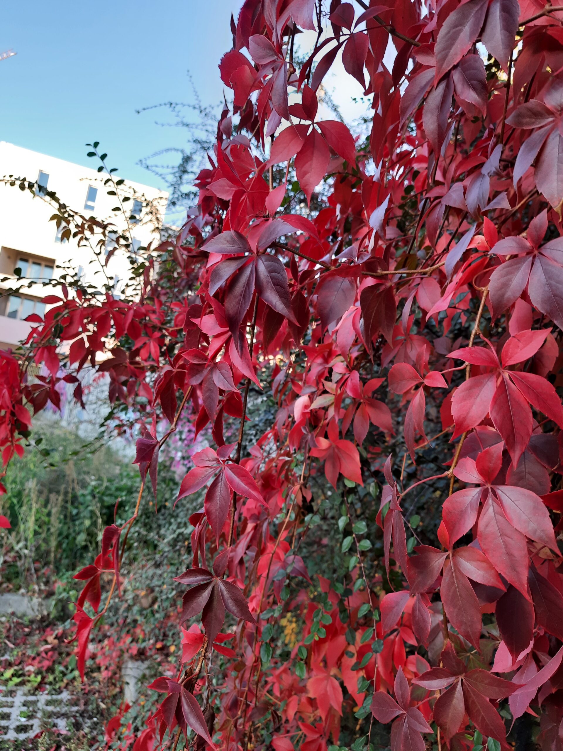 Herbstputz 2025 – gemeinsam für eine saubere Stadt