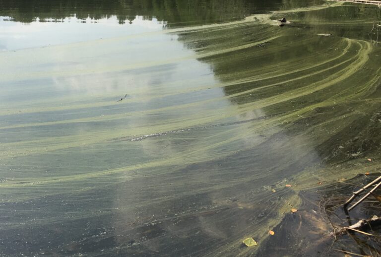 Symbolbild: Wasser mit Blaualgen