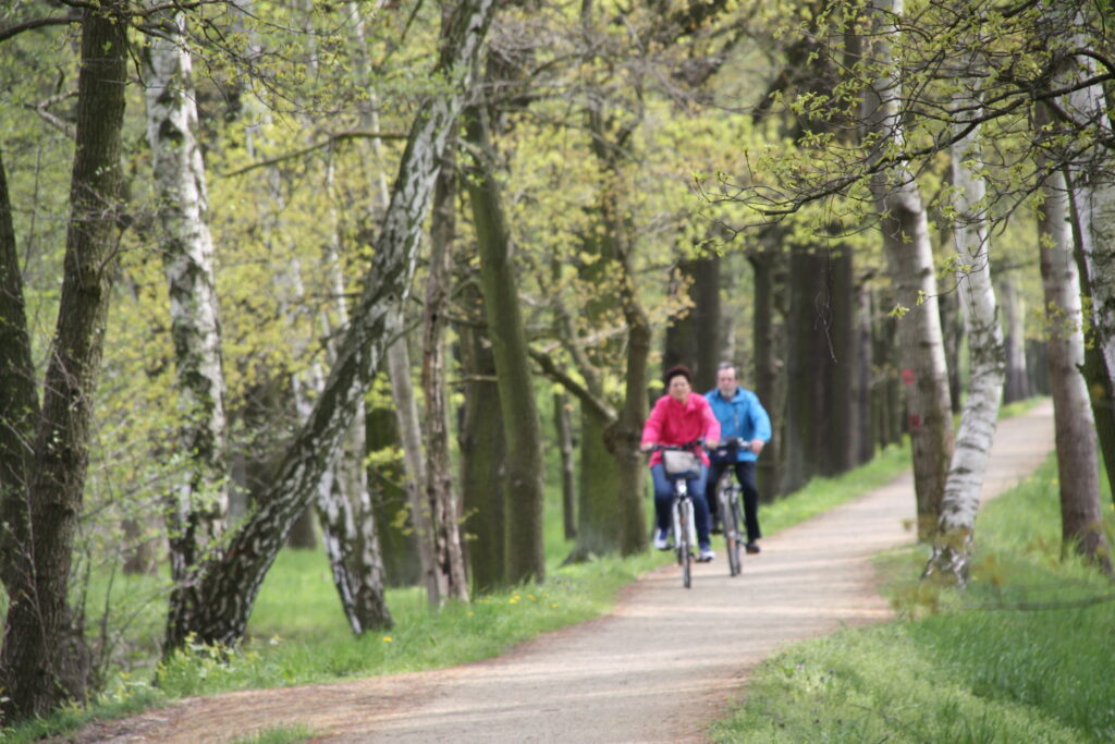 Auf dem Waldweg fahren Seniorinnen und Senioren beim Stadtradeln in Cottbus/Chóśebuz; der Seniorenbeauftragte wirbt für Teilnahme bei grünem Frühlingslaub.