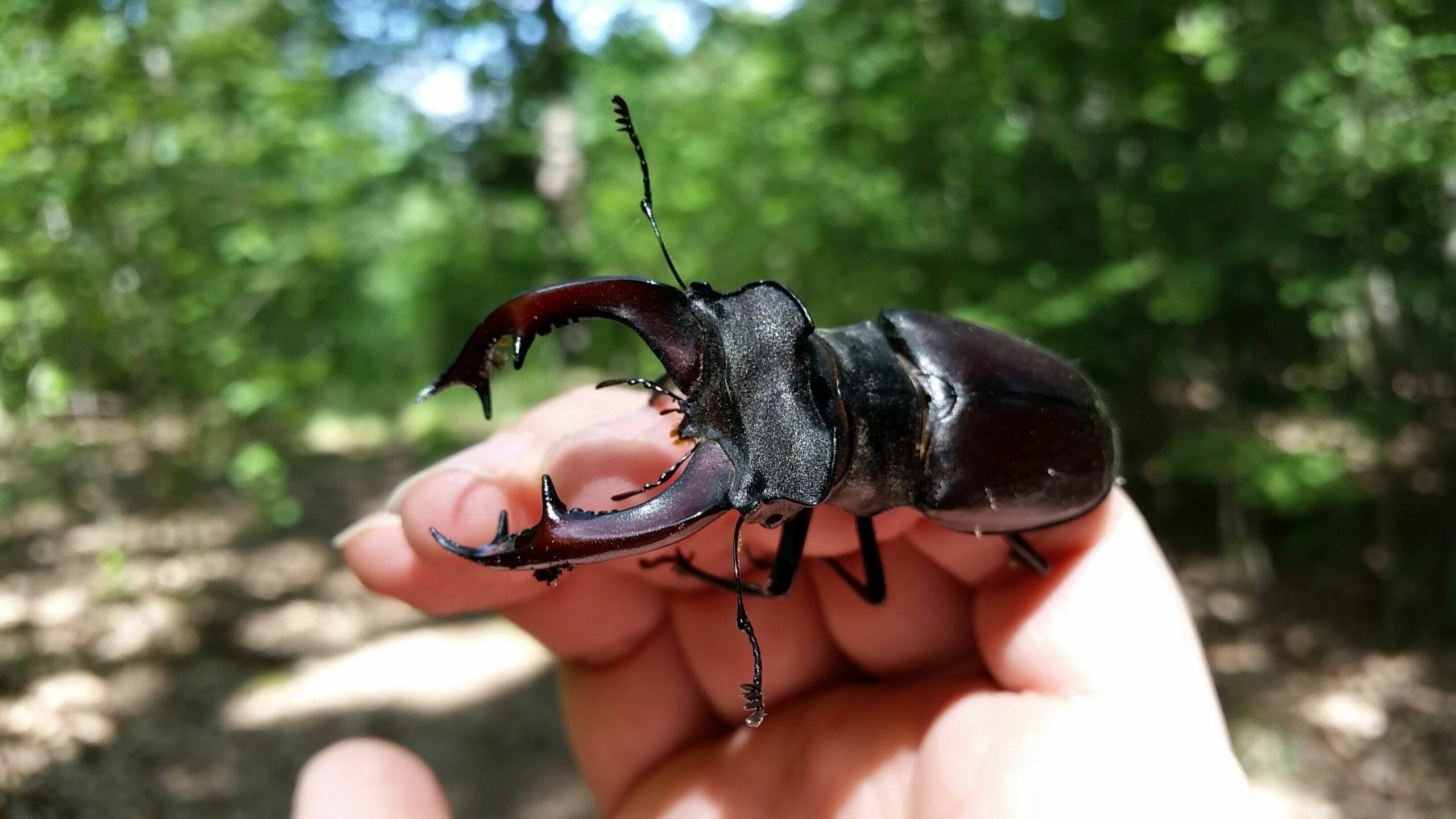 RangerTour: Käferschätze der Dubrow