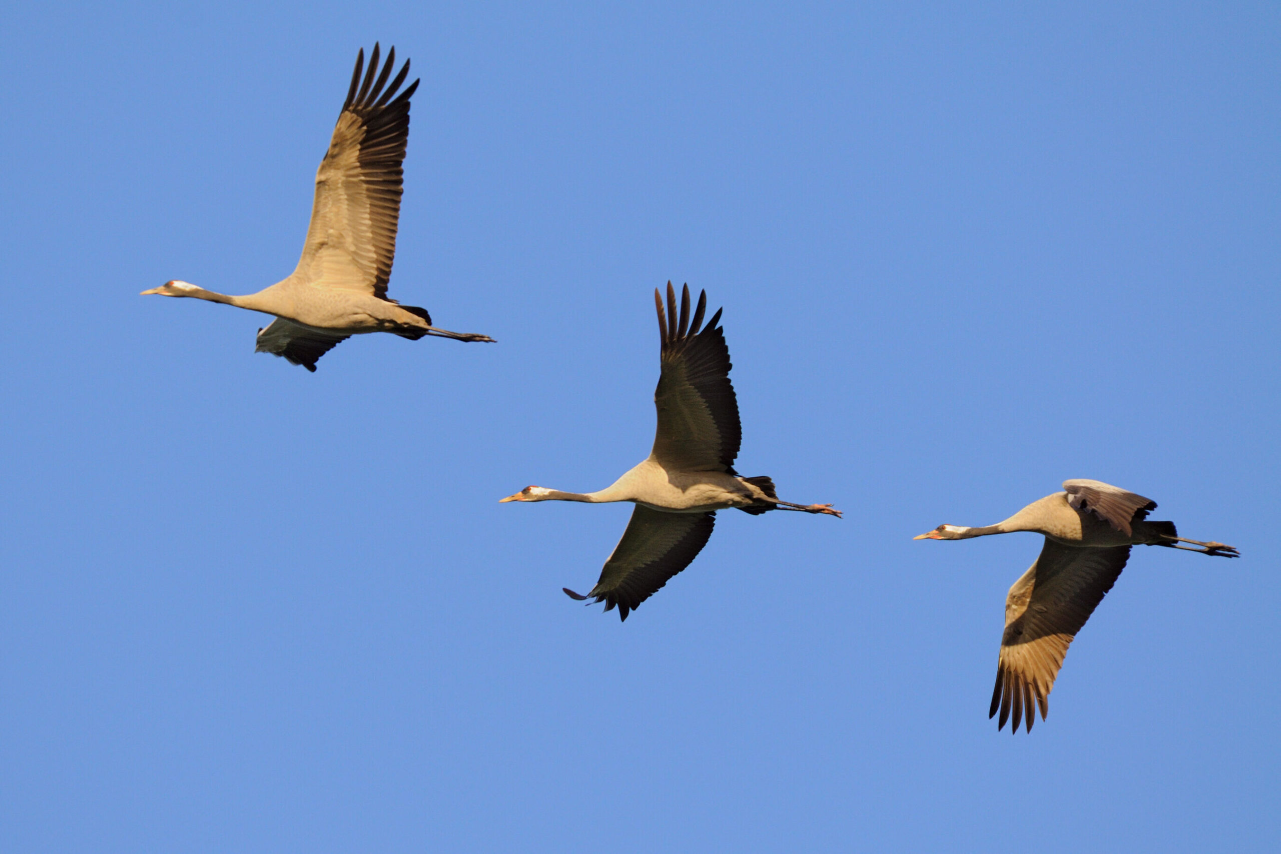 Wanderung und Beobachtung des Kranicheinflugs