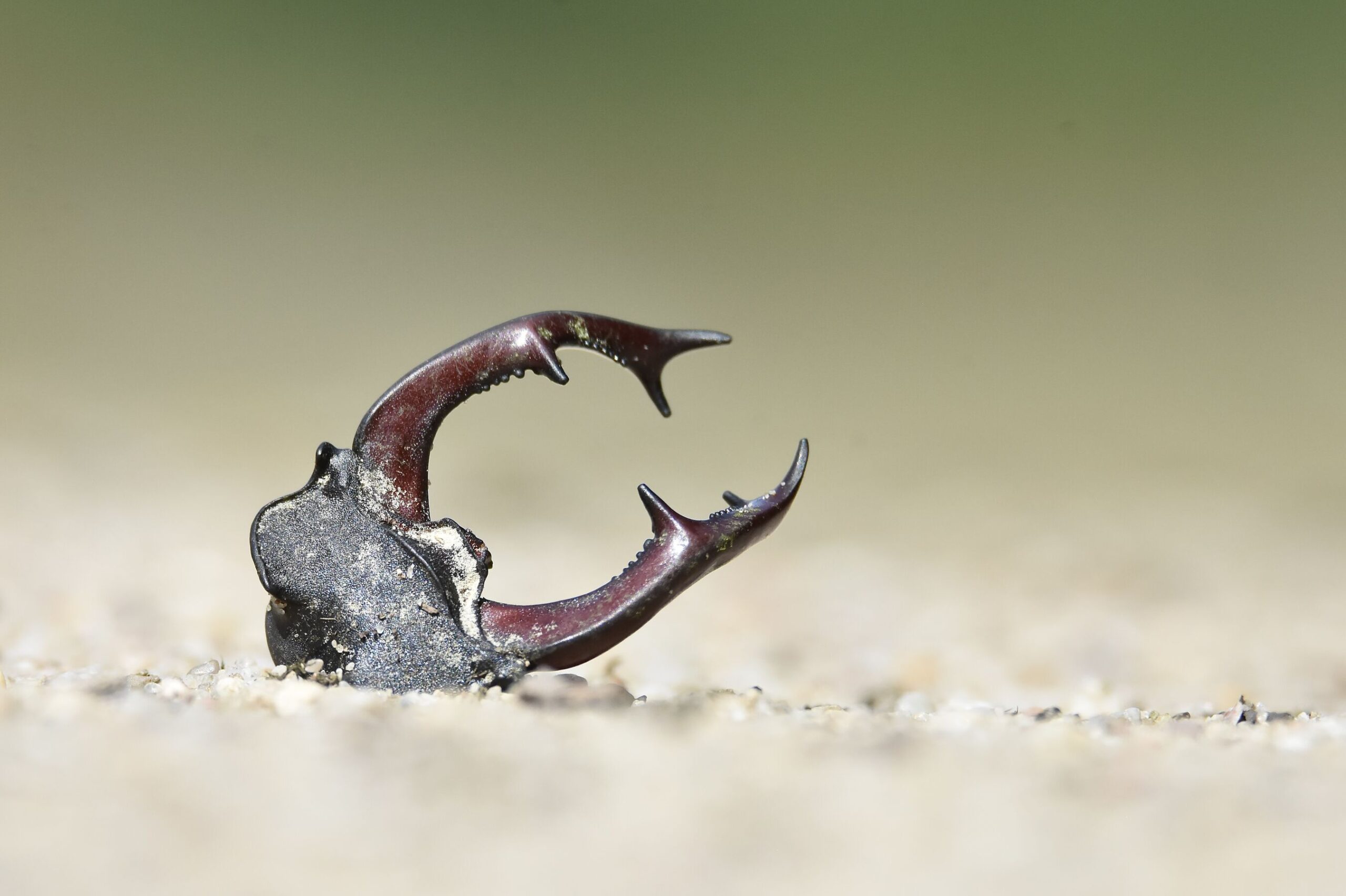 RangerTour: Hirschkäfer