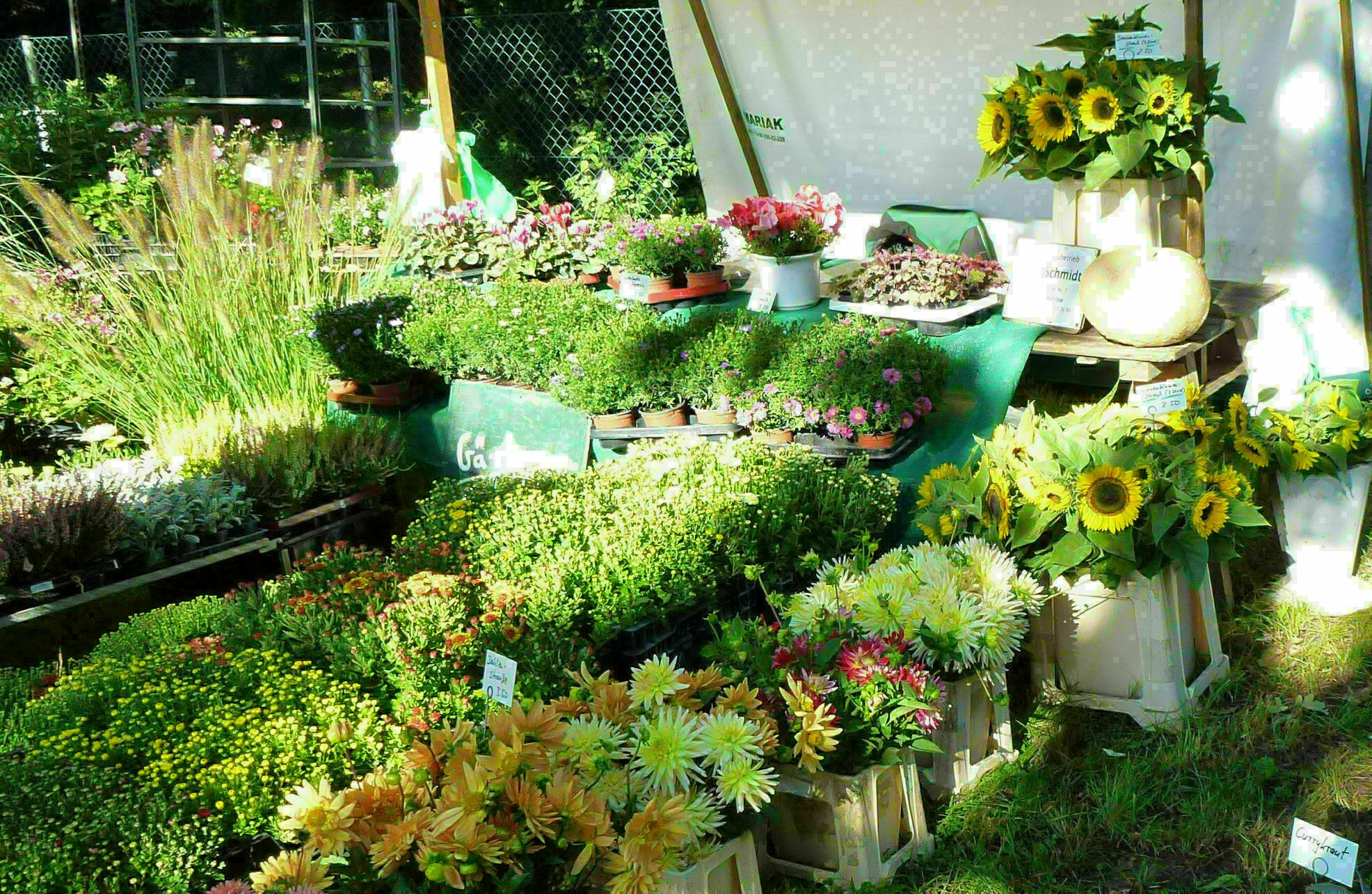 Wochenmarkt in Zeuthen