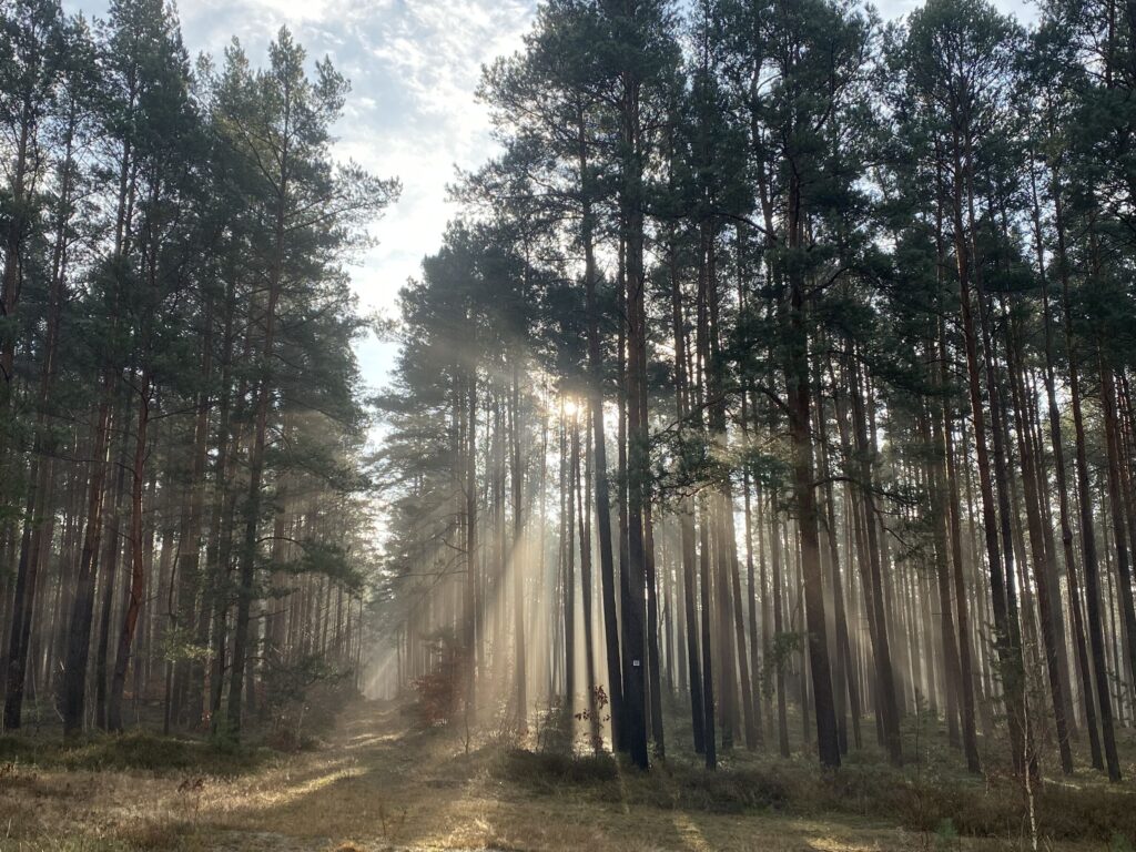 RangerTour: Wald nach der Kohle 4