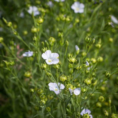 Von Öl, Flachs und Leinen – Eine alte Kulturpflanze im Rampenlicht