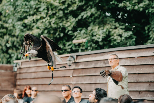 Flugshow auf dem Adler- und Jagdfalkenhof Werchow