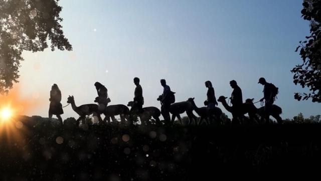 Glühweinwanderung mit Alpakas