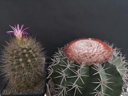 Auf Kakteensuche in Südamerika Teil 2