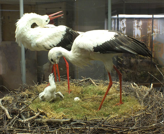 Gesprächsrunde zu „Störchen der Region“