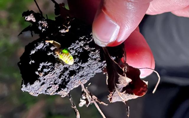 RangerTour: Sommerkäfer