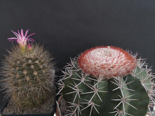 48. Kakteenausstellung in Spremberg