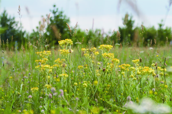 Blütenvielfalt und Insektenwelt