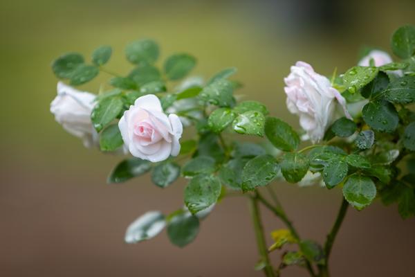 Morgentau & Rosenduft – mit allen Sinnen genießen