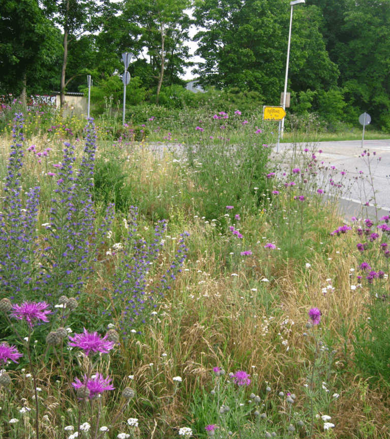 Bunte Wildblumen blühen an einer Straßenrandfläche in Cottbus/Chóśebuz und veranschaulichen den Mähfreien Mai für mehr Biodiversität im Stadtgebiet.