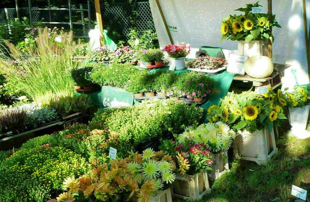Pflanzenverkauf auf dem Markt, Foto: Juliane Frank, Lizenz: Tourismusverband Dahme-Seenland e.V.