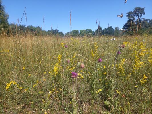 Foto: Marian Beyer, Lizenz: NaturSchutzFonds Brandenburg