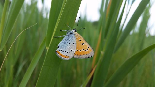 Foto: Hannes Hause, Lizenz: NaturSchutzFonds Brandenburg