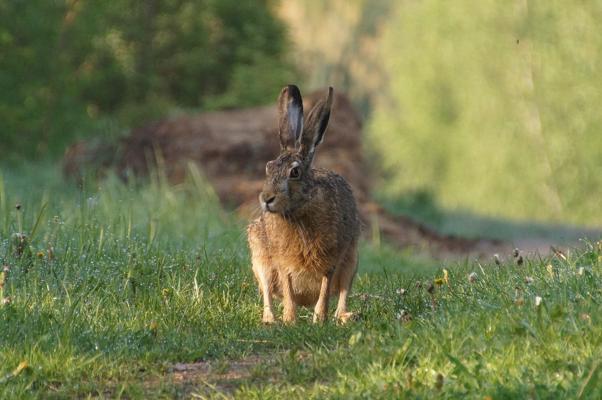 Beim Familientag „Fabelhafte Tierwesen“ sitzt ein Feldhase im Gras und gehört zu den einheimischen Tieren im Naturpark Cottbus/Chóśebuz.