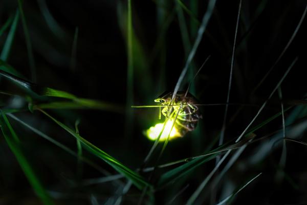 Bei den Glühwürmchen-Wanderungen leuchtet ein Johanniskäfer im dunklen Gras und macht das sanfte Nachtlicht rund um Wanninchen sichtbar.