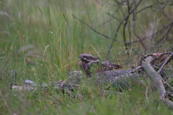 Foto: Udo Steinhäuser