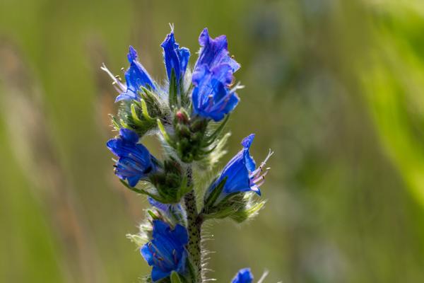 Zarte blaue Blüten des Natternkopfs leuchten im Grün der Naturwelt Lieberoser Heide und greifen das Thema von blauen Nattern und zitternden Bäumen auf.