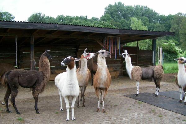Lamas am Unterstand, Foto: Juliane Frank, Lizenz: Tourismusverband Dahme-Seenland e.V.