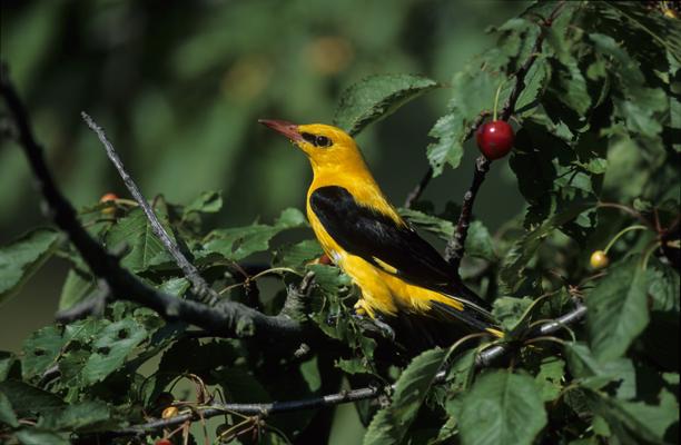Foto: Dietmar Nill, Lizenz: Stiftung NaturSchutzFonds Brandenburg