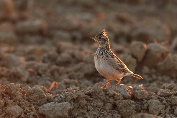 Foto: Andreas Richter, Lizenz: Stiftung NaturSchutzFonds Brandenburg