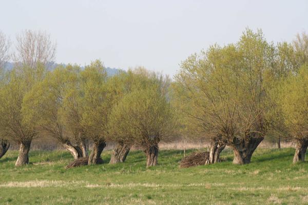 Foto: NaturSchutzFonds Brandenburg, Lizenz: NaturSchutzFonds Brandenburg