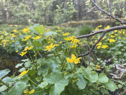 Foto: T. Jarick, Lizenz: NSF Brandenburg