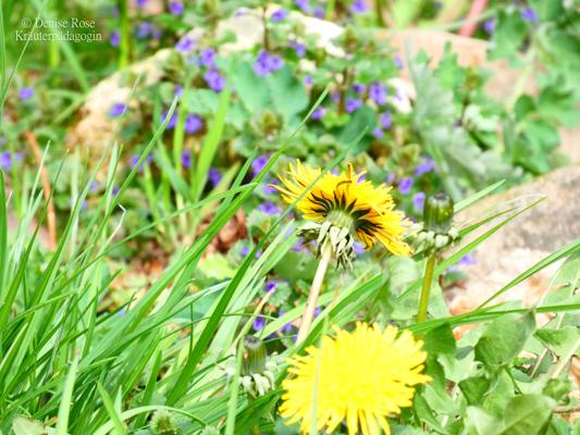 Foto: Denise Rose, Lizenz: Denise Rose