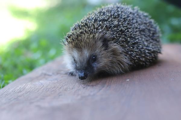 Foto: Stachelkugel e.V., Lizenz: Stachelkugel e.V.