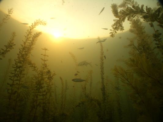 Foto: Tauchclub Guben e.V., Lizenz: Tauchclub Guben e.V.