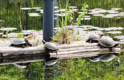 Foto: Interessengemeinschaft Wappentier Grünheide (Mark) , Lizenz: Interessengemeinschaft Wappentier Grünheide (Mark)