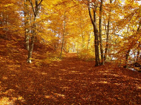 Naturlauf durch das herbstliche Schlaubetal, Foto: Sofie-Helen Schulze, Lizenz: Sofie-Helen Schulze