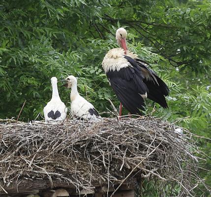 Foto: Albrecht Hanke, Lizenz: Amt Burg (Spreewald)