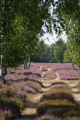 Auf der RangerTour durch die Reicherskreuzer Heide führt ein sandiger Weg zwischen violetter Heide und Bäumen durch die stille Landschaft.