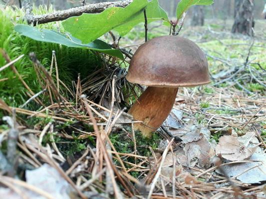 Marone, Foto: AC Burg Storkow, Lizenz: Burg Storkow
