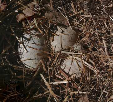 Eier der Trompeterschwäne aus dem Nest im Branitzer Park gestohlen
