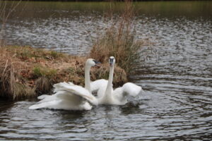 Im Branitzer Park schwimmen zwei Trompeterschwäne am Schlangensee dicht am Ufer und bewegen sich zwischen Schilf und Wasserpflanzen.