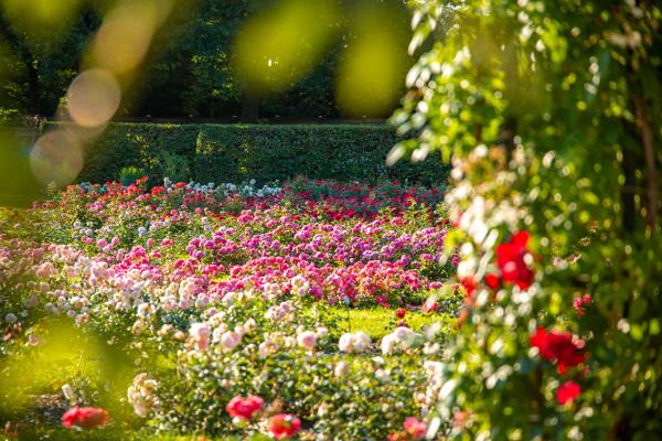 Im Ostdeutschen Rosengarten blühen farbenfrohe Rosenbeete im Sonnenschein vor dem OpenAir Konzert „Frühlingssymphonien zwischen den Rosen“ in Cottbus.