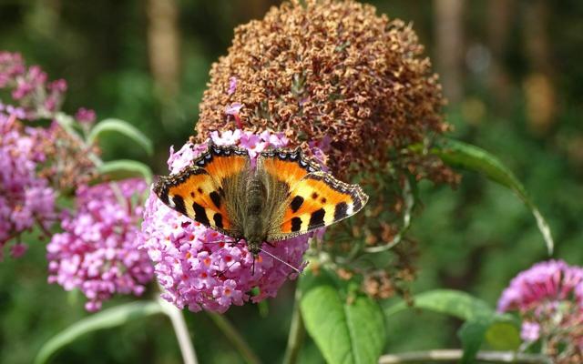 Ein Schmetterling mit orange-schwarzen Flügeln sitzt auf einer pinken Blüte im Grünen und erinnert an die Bastel- und Spielangebote beim Kinderfest.